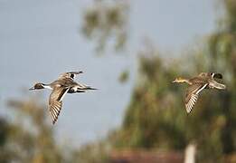 Canard pilet