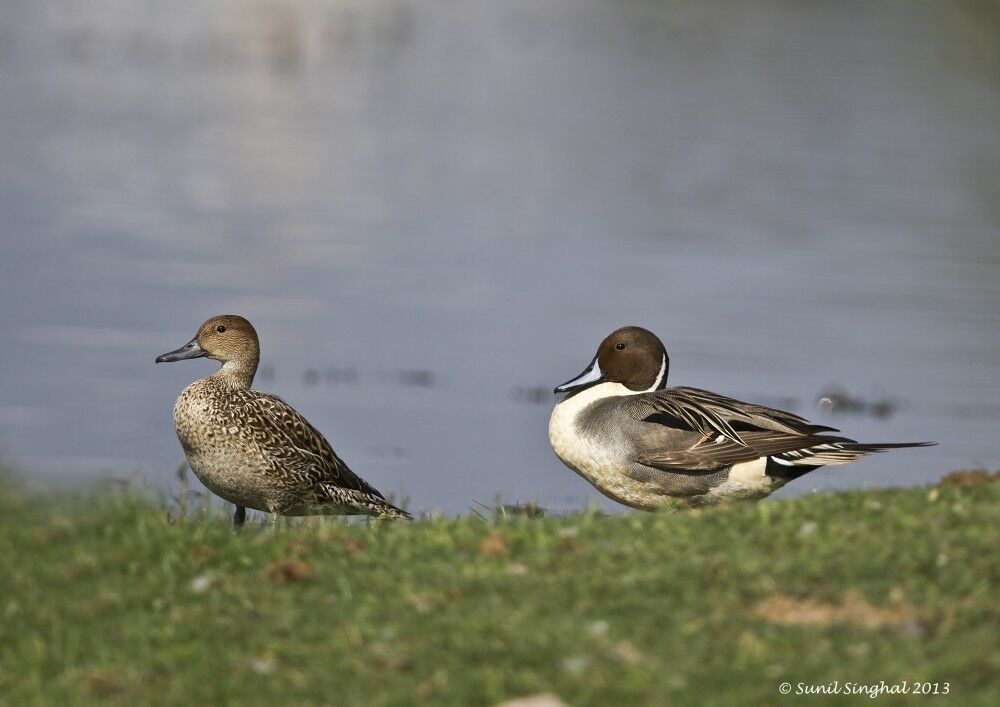 Canard pilet