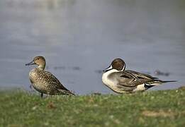 Northern Pintail