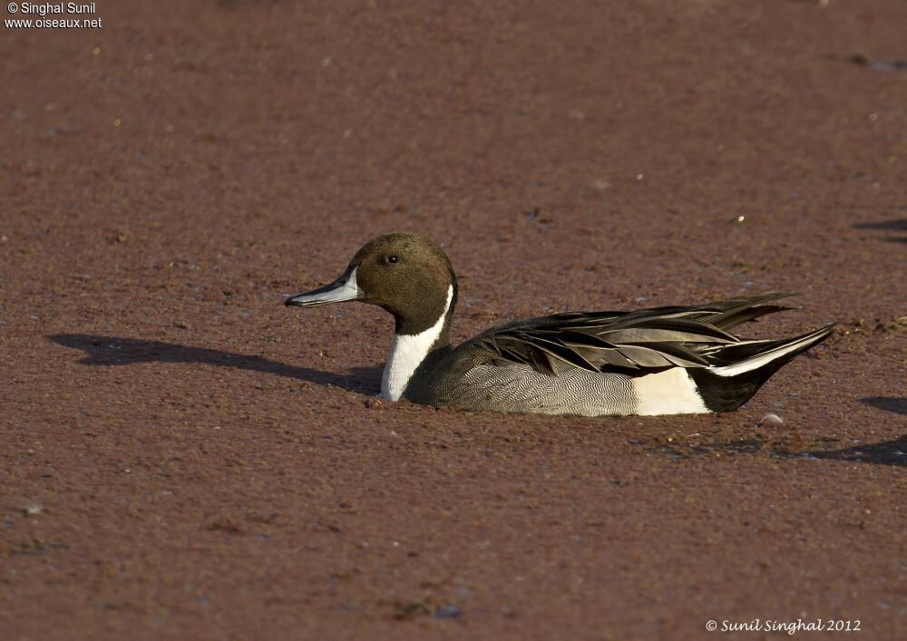 Canard pilet mâle adulte, identification