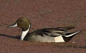 Northern Pintail