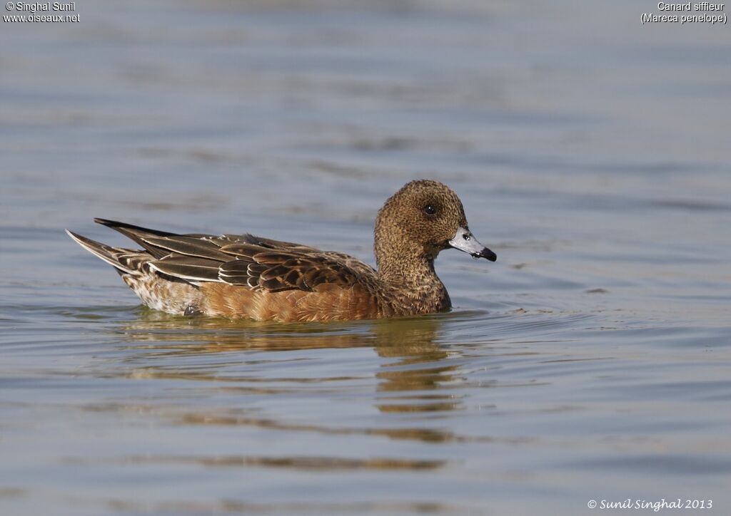 Canard siffleur femelle adulte, identification