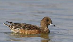 Eurasian Wigeon