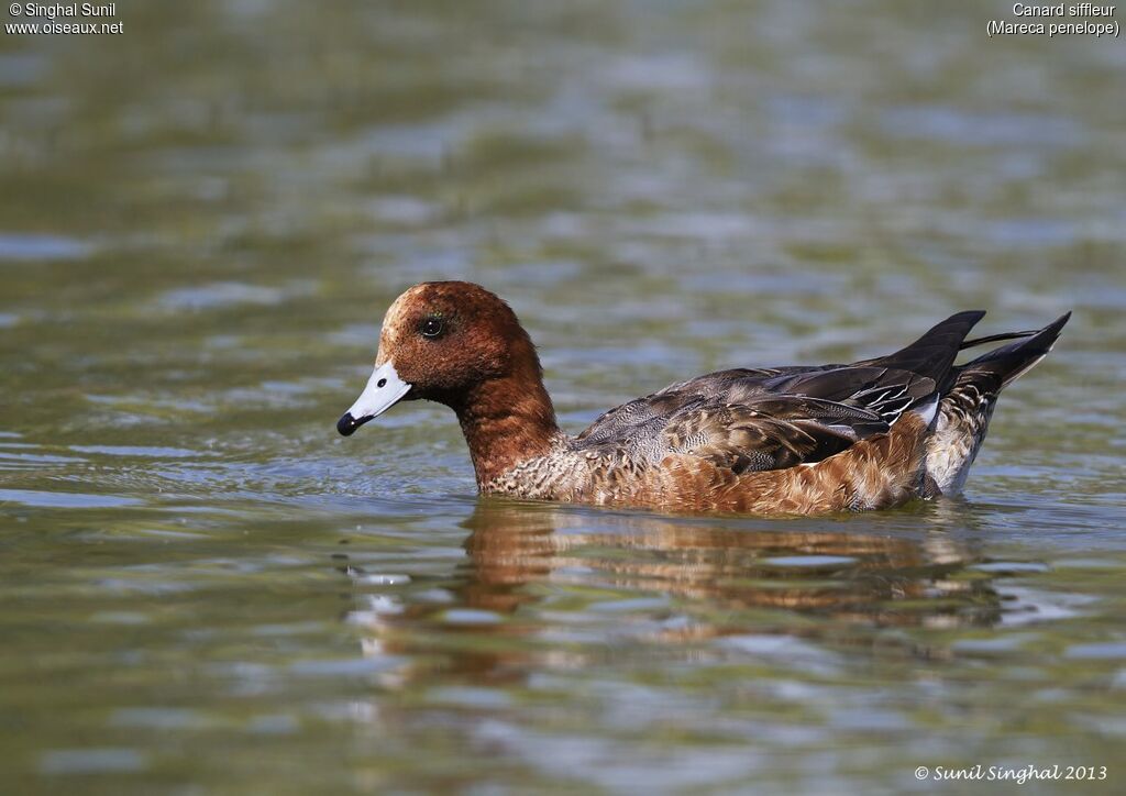 Eurasian Wigeon male adult, identification
