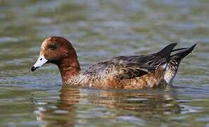 Eurasian Wigeon