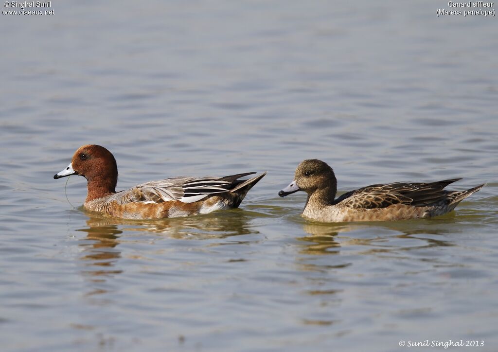 Canard siffleur , identification