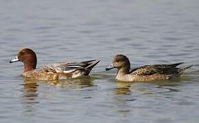 Canard siffleur