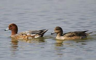 Canard siffleur