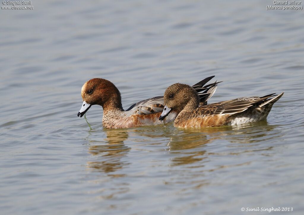 Canard siffleur , identification