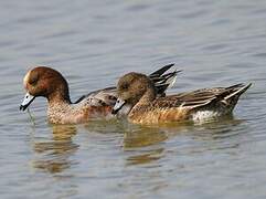 Canard siffleur