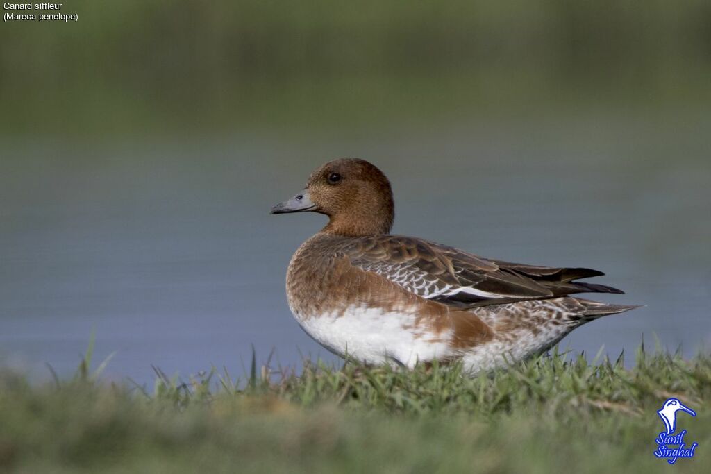 Canard siffleur