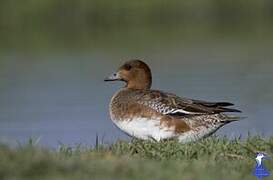 Eurasian Wigeon