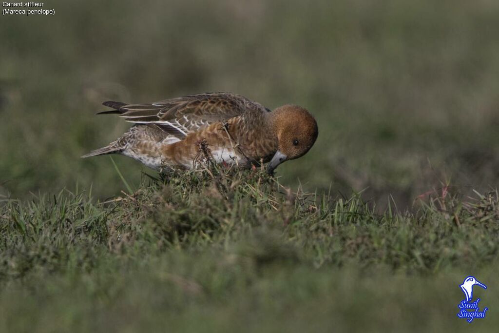 Eurasian Wigeon