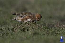 Eurasian Wigeon