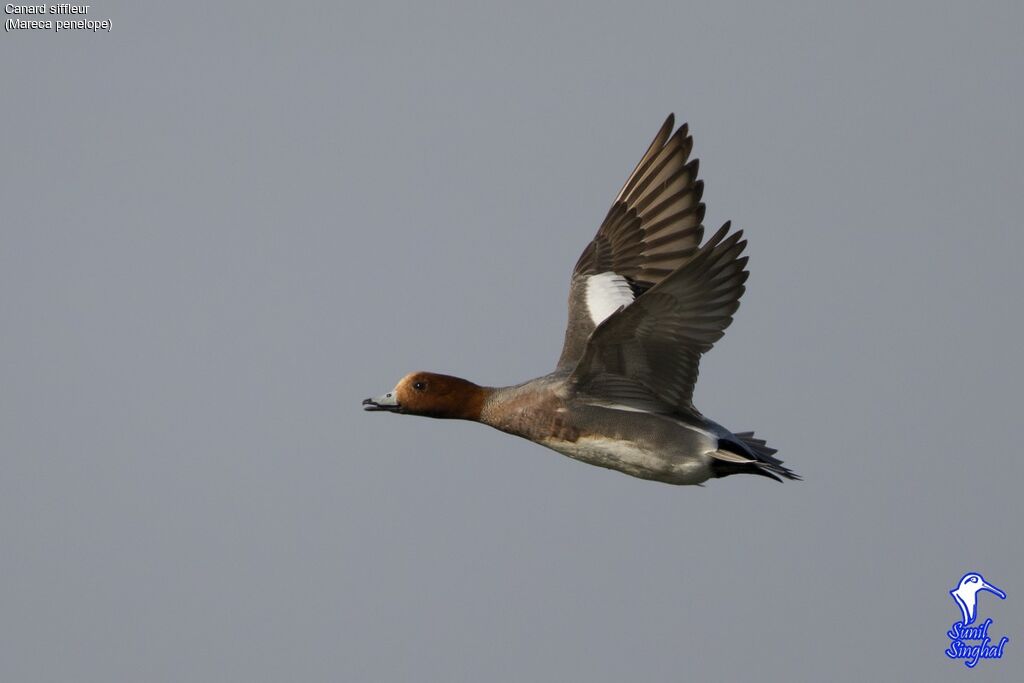 Eurasian Wigeon