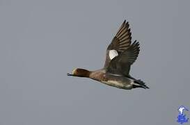 Eurasian Wigeon