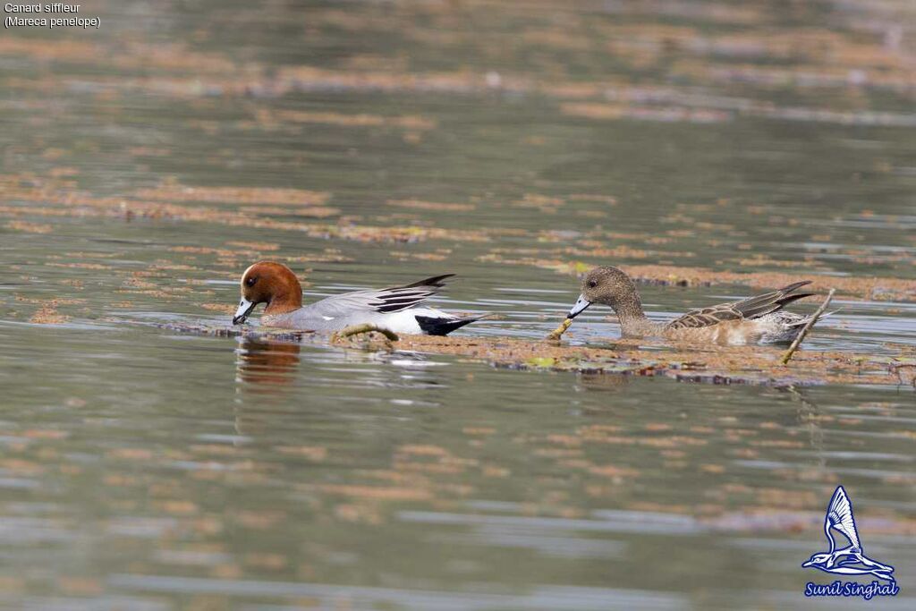 Eurasian Wigeon