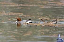 Eurasian Wigeon