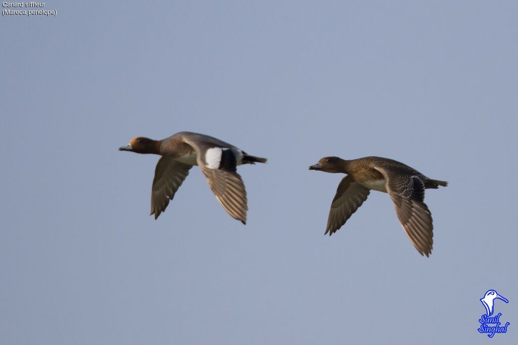 Eurasian Wigeonadult, Flight, Behaviour