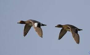 Eurasian Wigeon