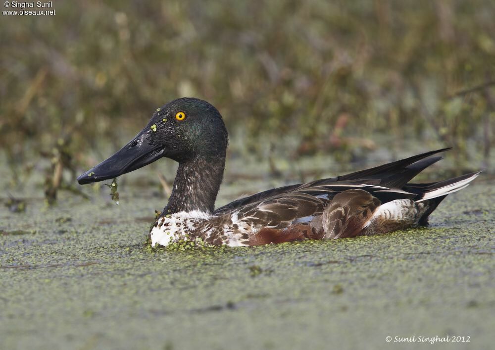 Northern Shoveler male adult breeding, identification