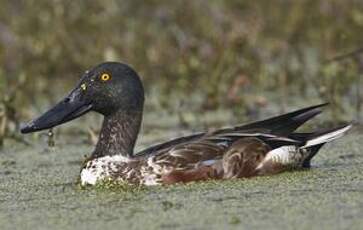 Canard souchet