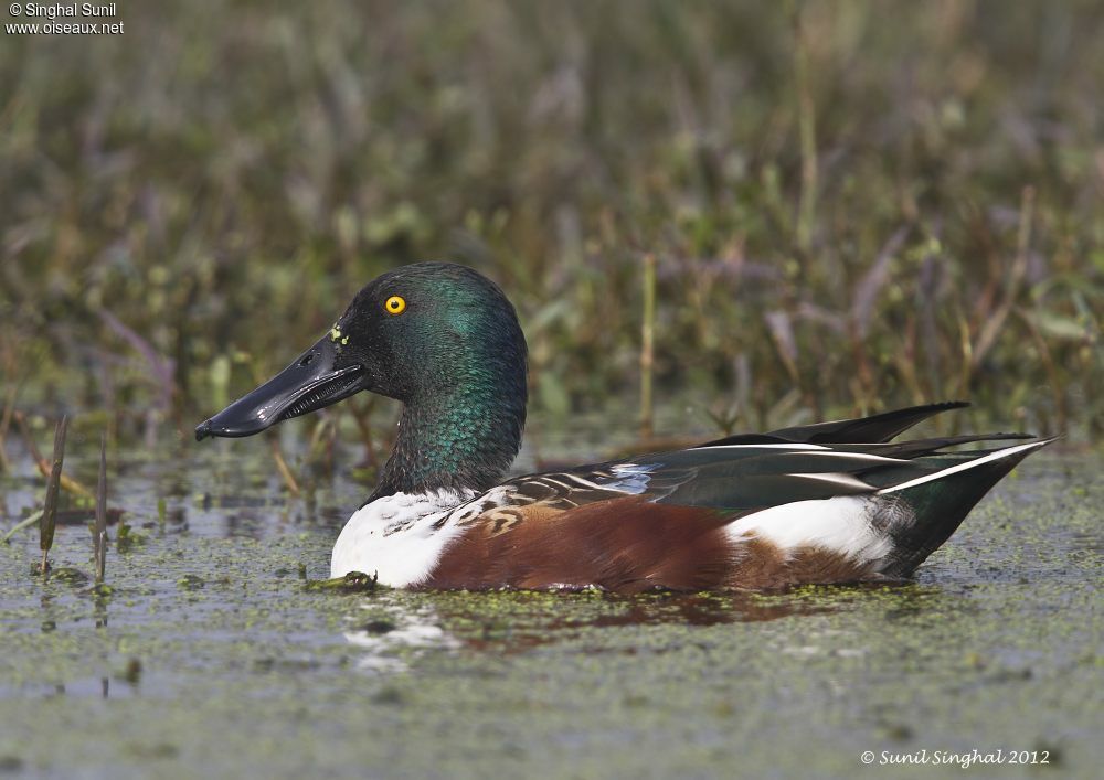 Canard souchet mâle adulte nuptial, identification