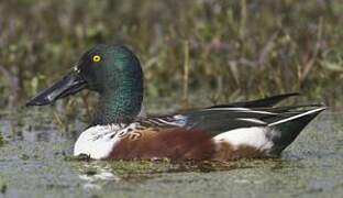 Northern Shoveler