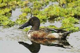 Northern Shoveler