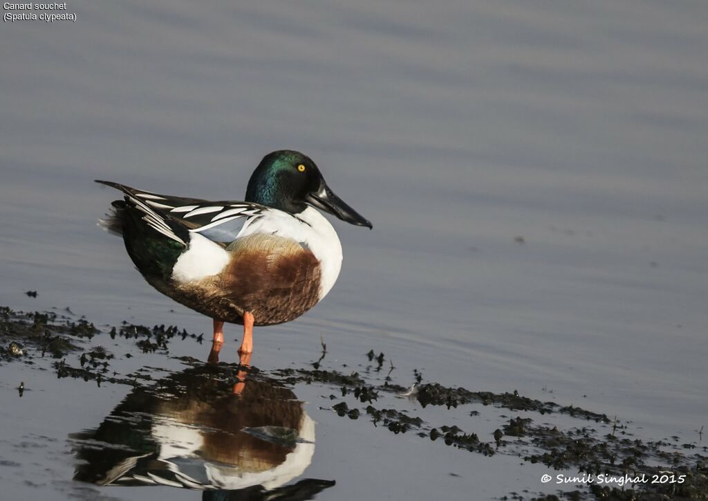 Canard souchet mâle, identification