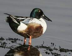 Northern Shoveler