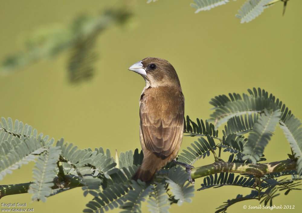 Tricolored Muniaimmature, identification