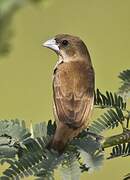 Tricolored Munia