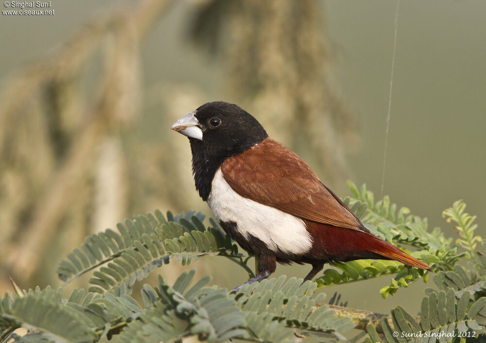 Tricolored Muniaadult, identification