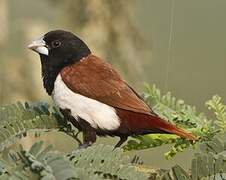 Tricolored Munia