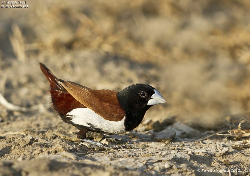 Tricolored Muniaadult, identification