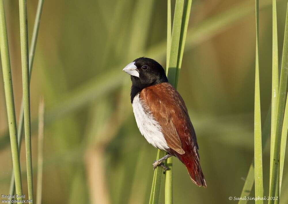 Tricolored Muniaadult, identification