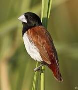 Tricolored Munia