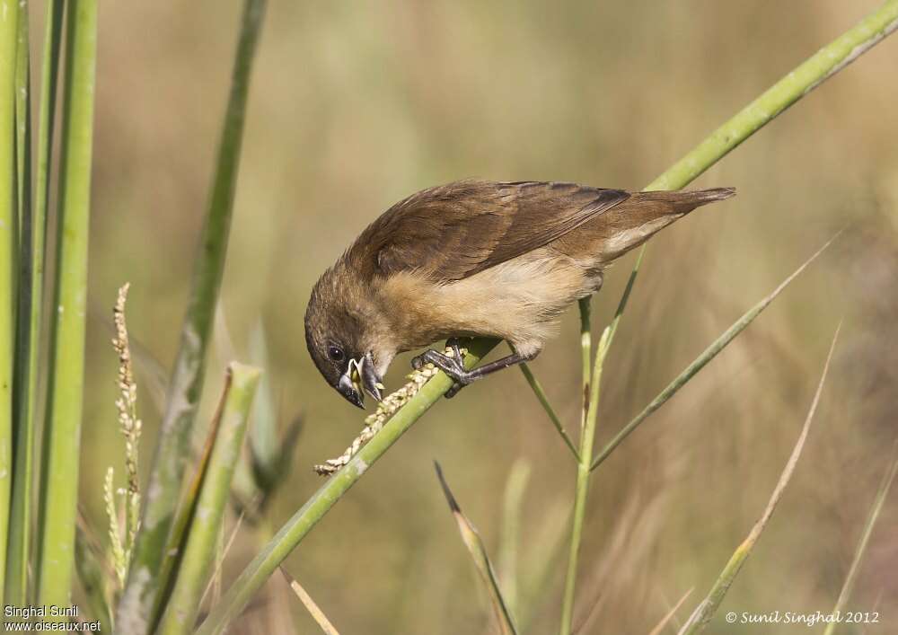 Tricolored Muniaimmature, eats, Behaviour