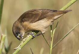 Tricolored Munia