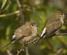 Indian Silverbill