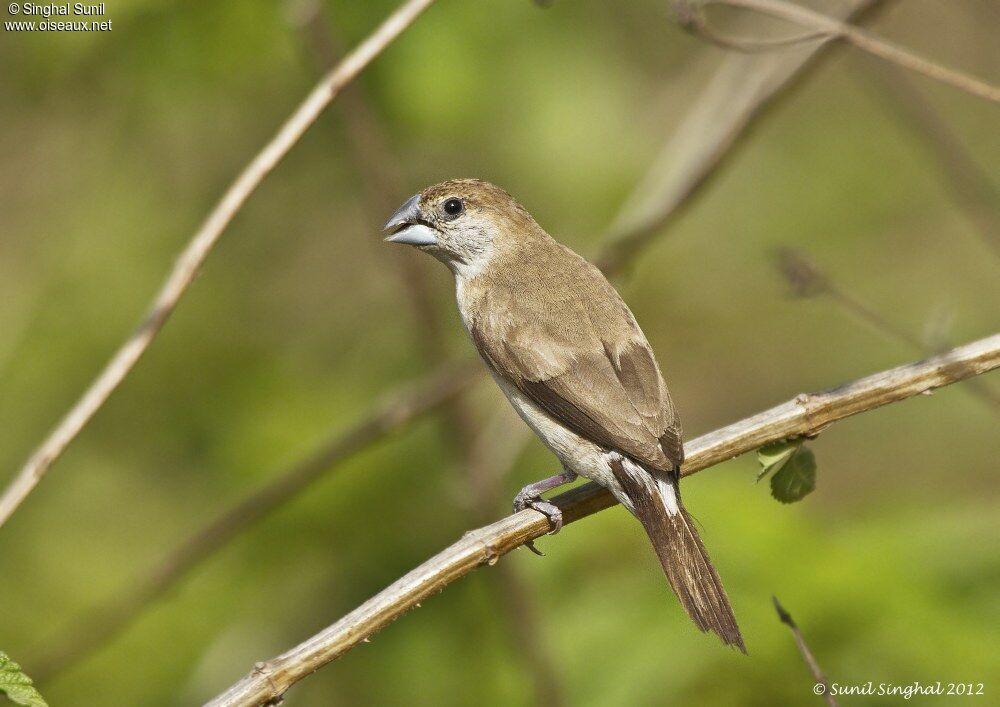 Indian Silverbilladult, identification