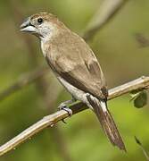 Indian Silverbill