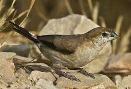 Indian Silverbill