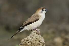 Indian Silverbill