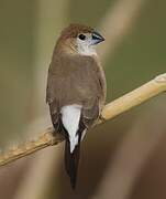 Indian Silverbill