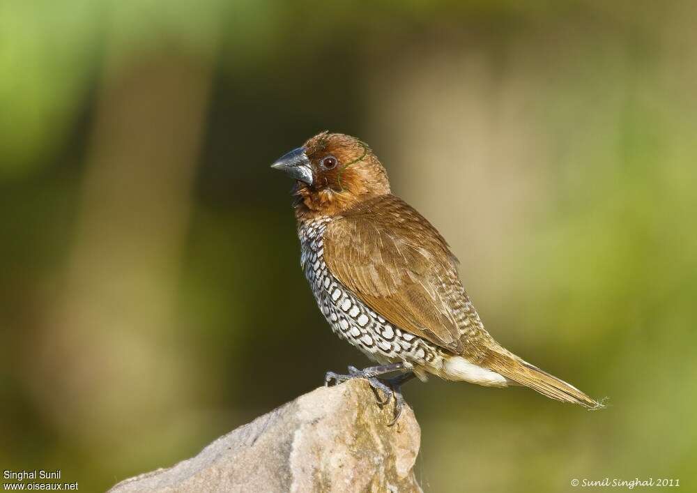 Capucin damieradulte, identification