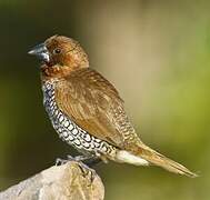 Scaly-breasted Munia