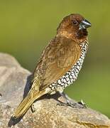 Scaly-breasted Munia