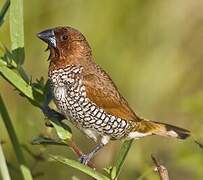 Scaly-breasted Munia